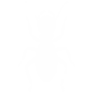 Termites